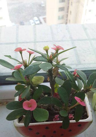 玻璃翠花室内养护安全吗？有毒吗？