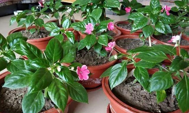 玻璃翠花室内养护安全吗？有毒吗？