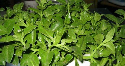 玻璃翠花室内养护安全吗？有毒吗？