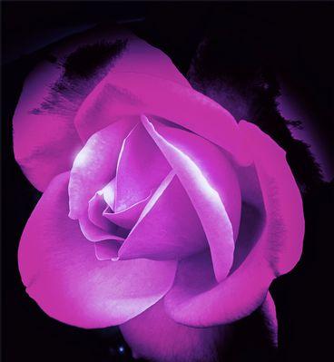 月季花语及其深层寓意解读（探究月季花的花语与象征意义）