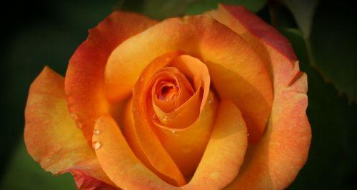 月季花语及其深层寓意解读（探究月季花的花语与象征意义）