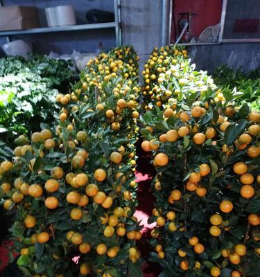 金桔浇水频率如何随季节变化?春夏秋冬浇水技巧是什么? 金桔浇水频率如何随季节变化?春夏秋冬浇水技巧是什么?