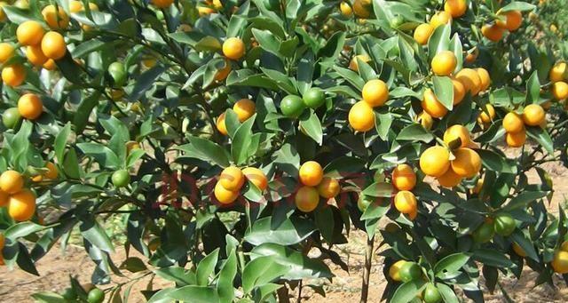 金桔浇水频率如何随季节变化?春夏秋冬浇水技巧是什么? 金桔浇水频率如何随季节变化?春夏秋冬浇水技巧是什么?