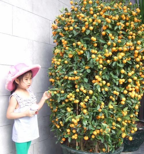 金桔浇水频率如何随季节变化?春夏秋冬浇水技巧是什么? 金桔浇水频率如何随季节变化?春夏秋冬浇水技巧是什么?