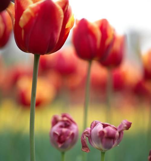 红色郁金香花语（热情盛开）