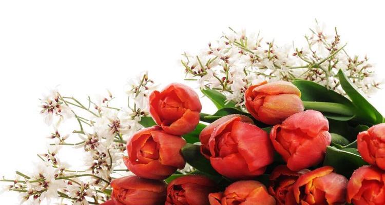 红色郁金香花语（热情盛开）