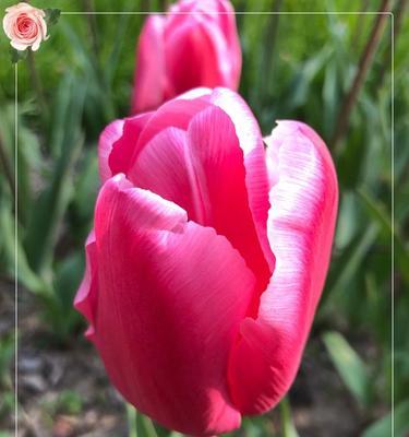 红色郁金香花语（热情盛开）