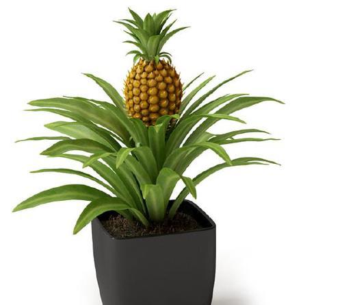 波萝有毒吗？室内养护需要注意什么？