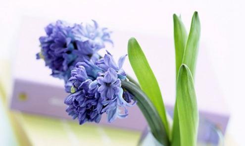 风信子花语的深意（探寻风信子花语的美丽含义）