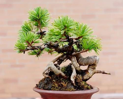 松树叶能用作肥料吗?如何正确使用松树叶作为肥料?_花植网