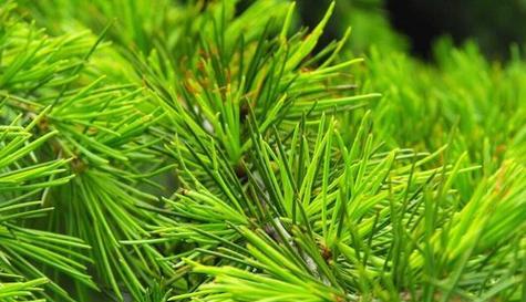 松树叶能用作肥料吗?如何正确使用松树叶作为肥料?_花植网