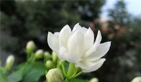 传递清新与纯美的茉莉花 茉莉花的花语与寓意