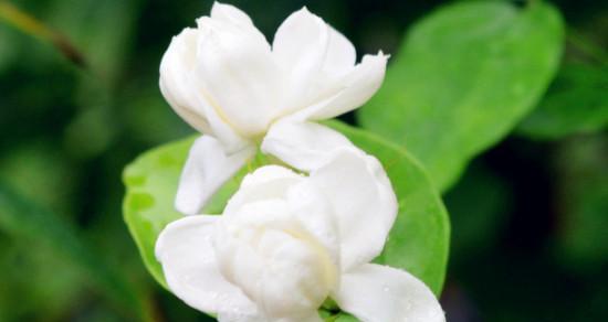 传递清新与纯美的茉莉花 茉莉花的花语与寓意