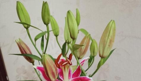 百合花花期持续多久？如何延长花期？