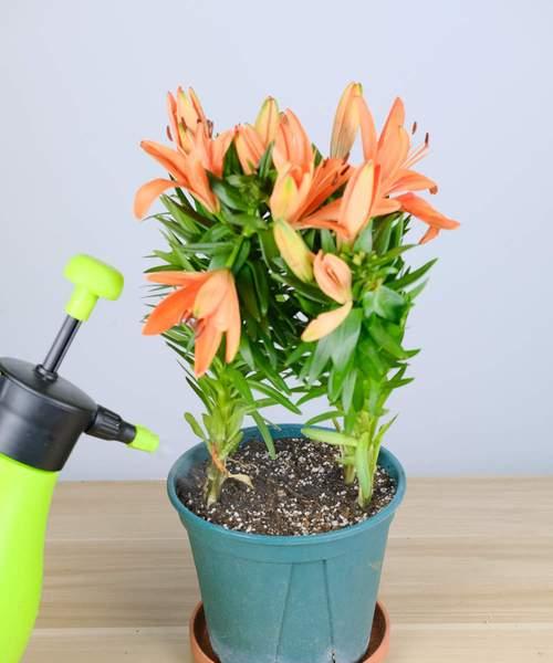 百合花花期持续多久？如何延长花期？