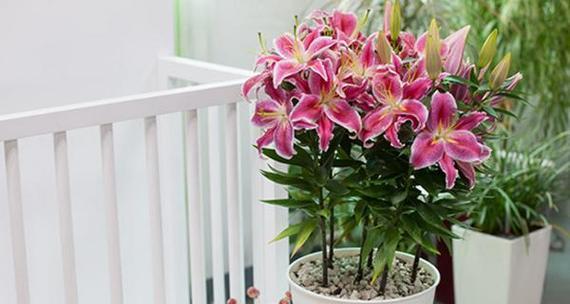 百合花花期持续多久？如何延长花期？