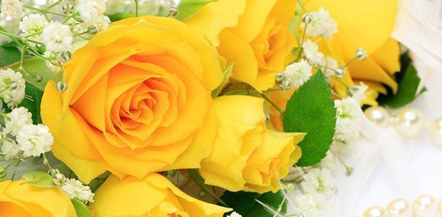 玫瑰花语之11朵玫瑰的含义（探秘11朵玫瑰的花语之谜）