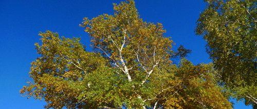 白杨的生长环境是什么？哪些地方条件适合白杨生长？