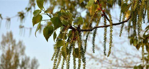 白杨的生长环境是什么？哪些地方条件适合白杨生长？