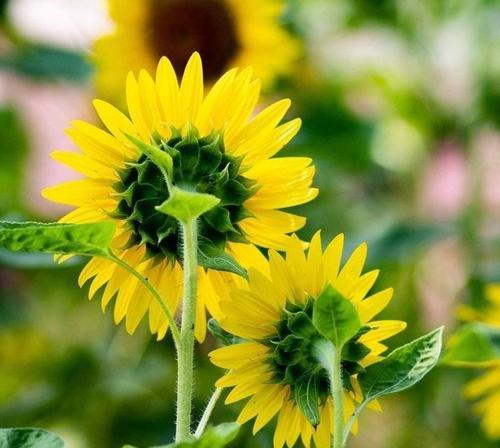 向日葵的花语-阳光和希望的象征（阳光花海中）