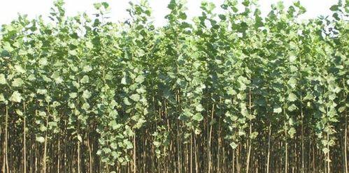 白杨的生长环境是什么？哪些地方条件适合白杨生长？