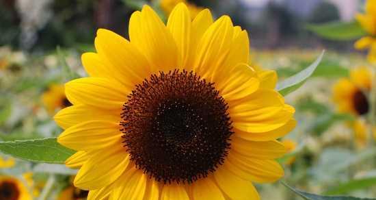 阳光花海中 向日葵的花语-阳光和希望的象征