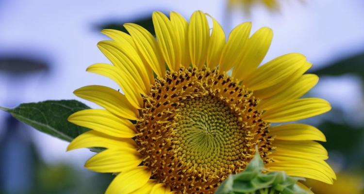 阳光花海中 向日葵的花语-阳光和希望的象征