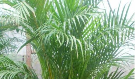 凤尾竹的风水寓意及摆放位置（迎财富）