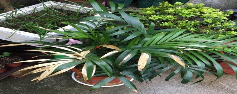 凤尾竹的风水寓意及摆放位置（迎财富）