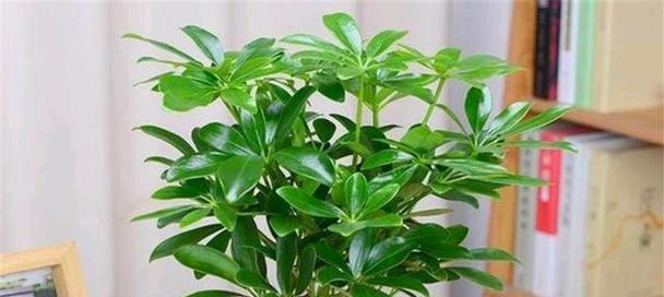 鸭掌木放在卧室安全吗？需要注意什么？