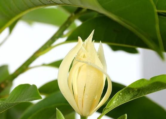 白兰花的美丽与寓意（探秘白兰花的象征意义与魅力）