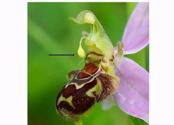 花生的花性是什么？单性还是双性？