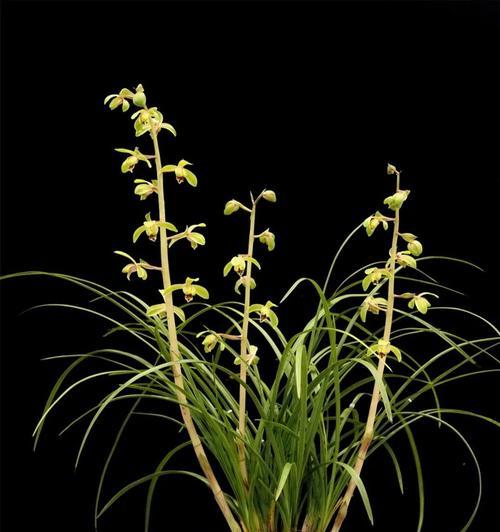 蕙兰花的花语和寓意（揭示蕙兰花独特的含义及象征）