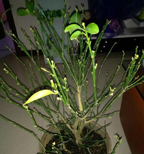 桔子树总掉叶子怎么办?如何有效防止和处理? 桔子树总掉叶子怎么办?如何有效防止和处理?