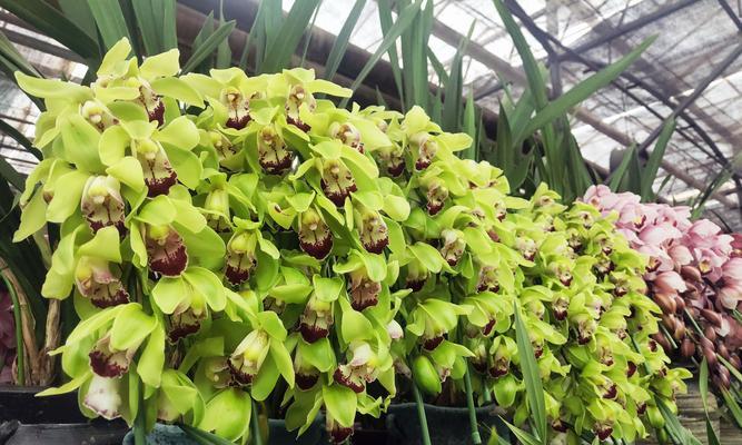 蕙兰花的花语和寓意（揭示蕙兰花独特的含义及象征）