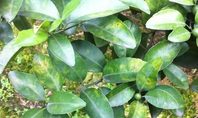 桔子树总掉叶子怎么办?如何有效防止和处理? 桔子树总掉叶子怎么办?如何有效防止和处理?