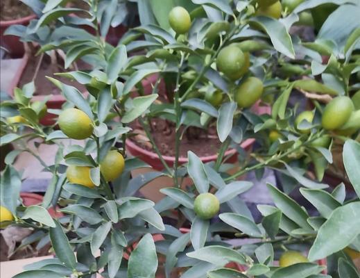 桔子树总掉叶子怎么办?如何有效防止和处理? 桔子树总掉叶子怎么办?如何有效防止和处理?