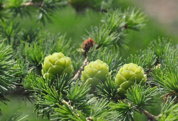 乔木胸径的意义与应用（了解乔木胸径）