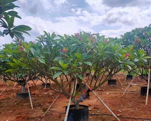 乔木胸径的意义与应用（了解乔木胸径）