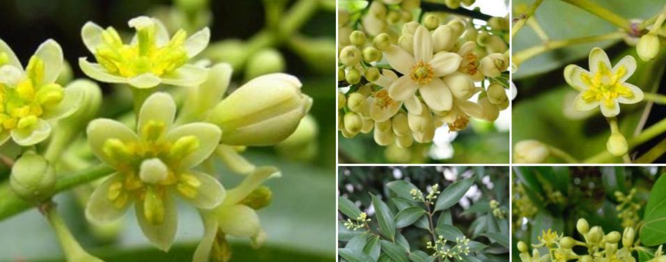 乔木胸径的意义与应用（了解乔木胸径）