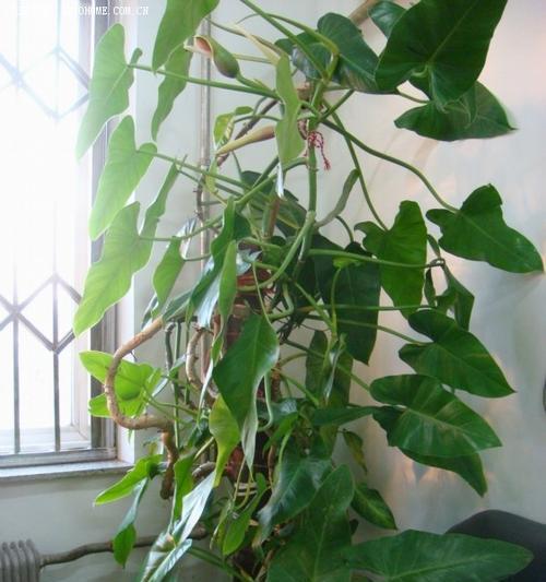 绿宝石会开花吗？开花时是什么样子的？