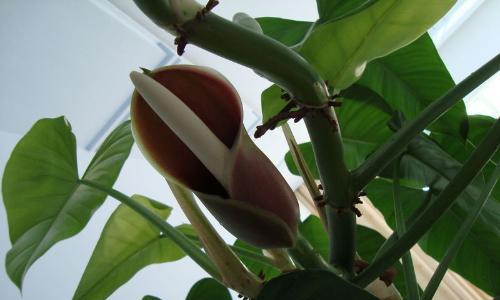 绿宝石会开花吗？开花时是什么样子的？