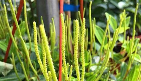 绿宝石会开花吗？开花时是什么样子的？