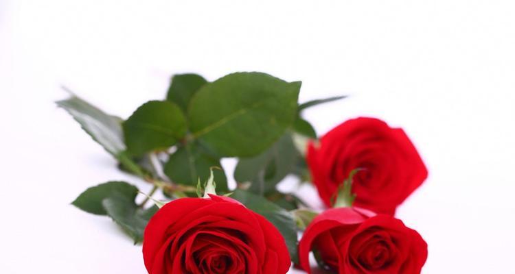 红玫瑰花的寓意与象征意义（传递爱情与美丽的红玫瑰花）
