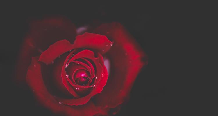 红玫瑰花的寓意与象征意义（传递爱情与美丽的红玫瑰花）