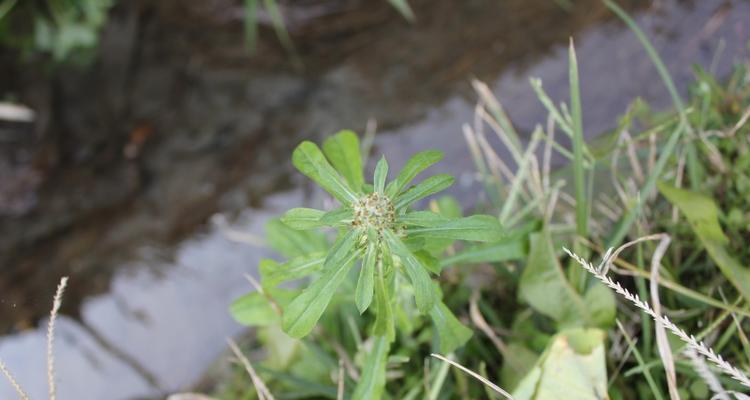 老鼠草是什么样子的？如何辨认和区分老鼠草？