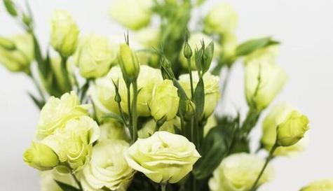 用红玫瑰向你表达我等你的心情 等你的花语——红玫瑰