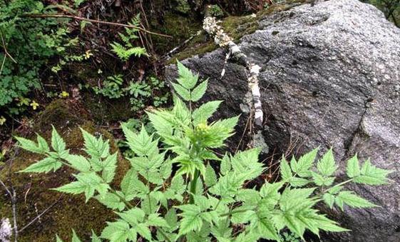 老鼠草是什么样子的？如何辨认和区分老鼠草？
