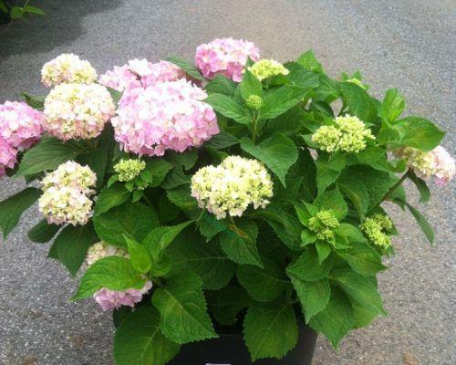 无尽夏怎么养殖方法？有哪些注意事项？