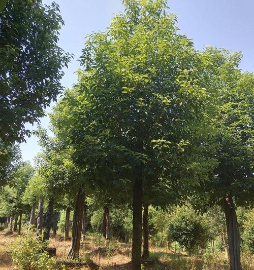 全冠香樟——绿意盎然的庭园之宝（探秘全冠香樟的生长环境）